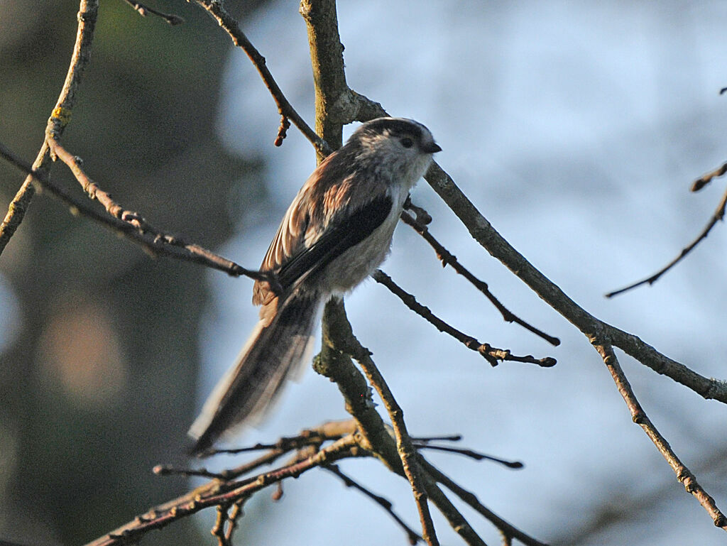 Long-tailed Tit