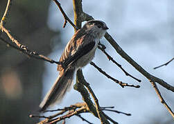 Long-tailed Tit