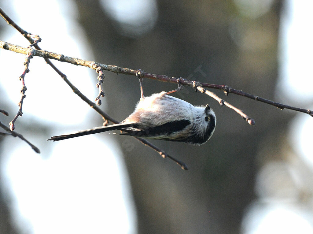 Long-tailed Tit