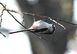 Long-tailed Tit