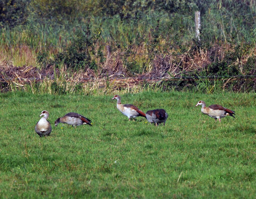 Egyptian Goose