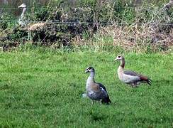 Egyptian Goose