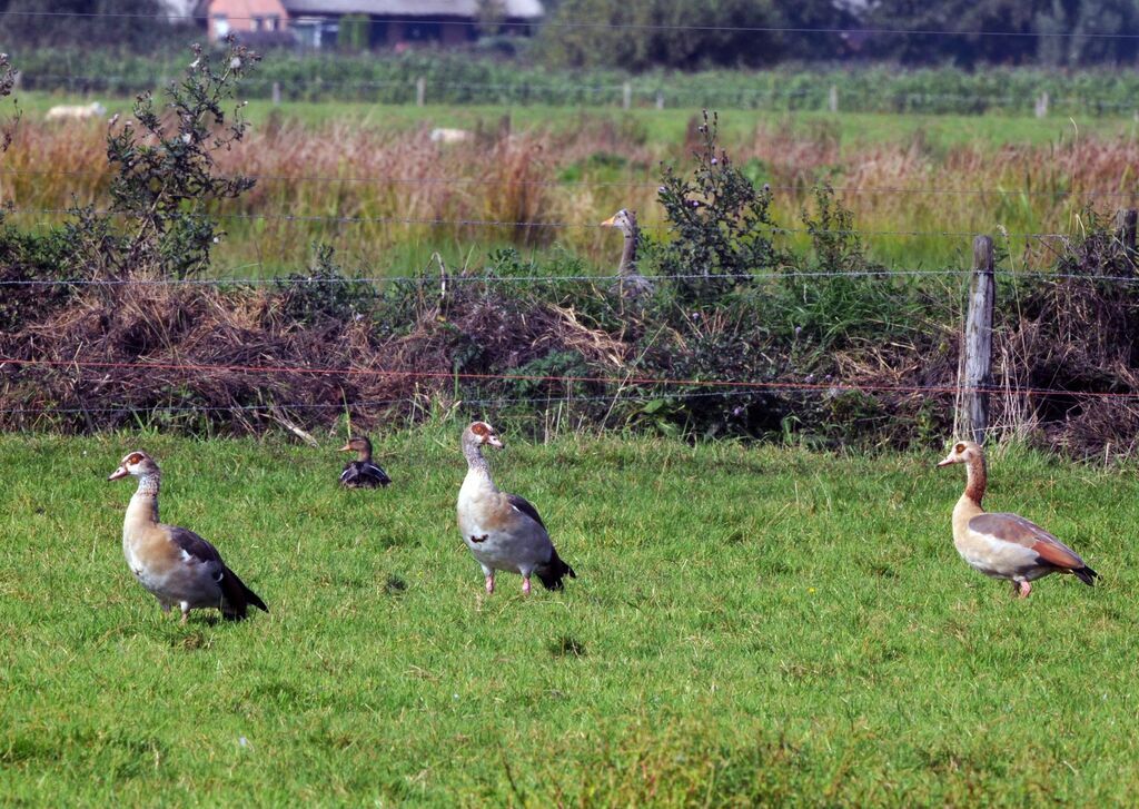 Egyptian Goose