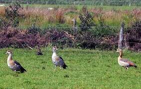 Egyptian Goose