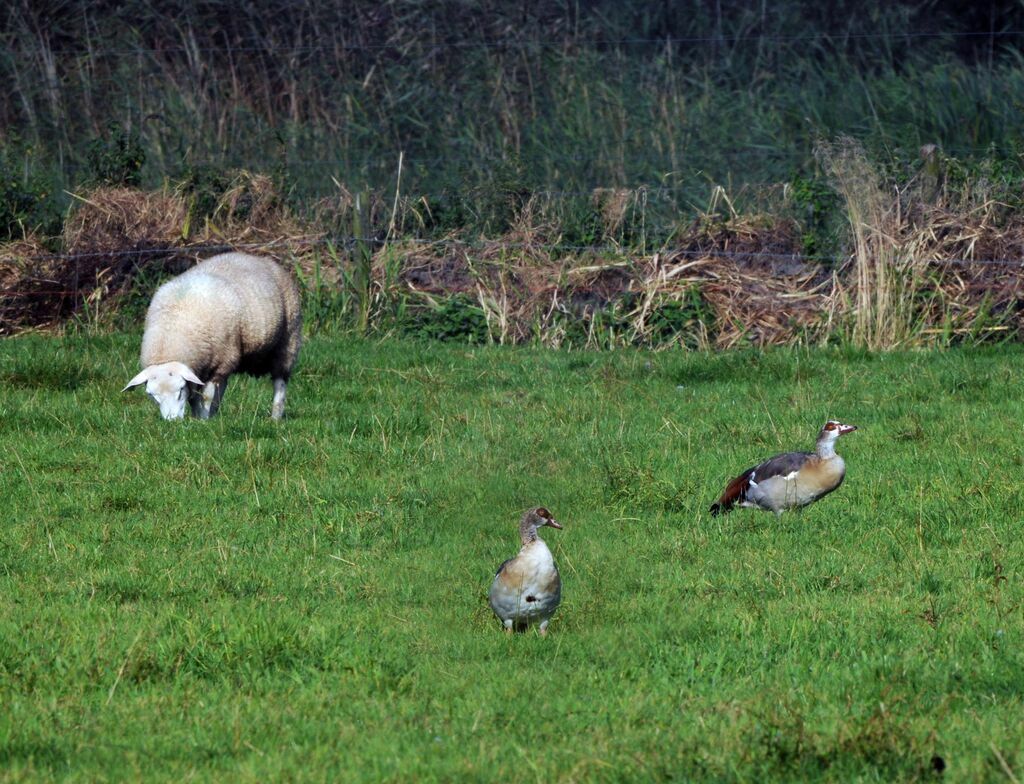 Egyptian Goose