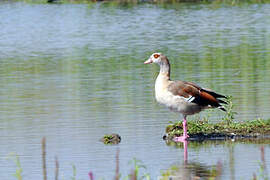 Egyptian Goose