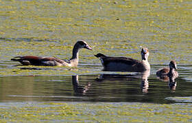 Egyptian Goose