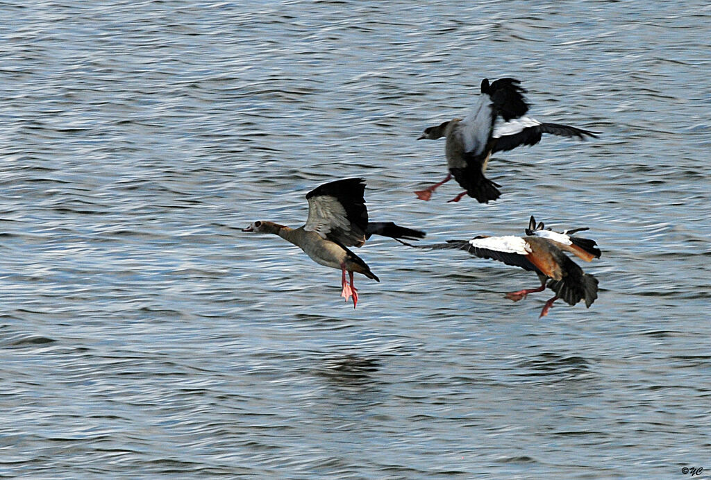 Egyptian Goose