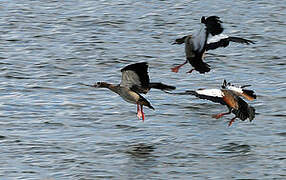 Egyptian Goose