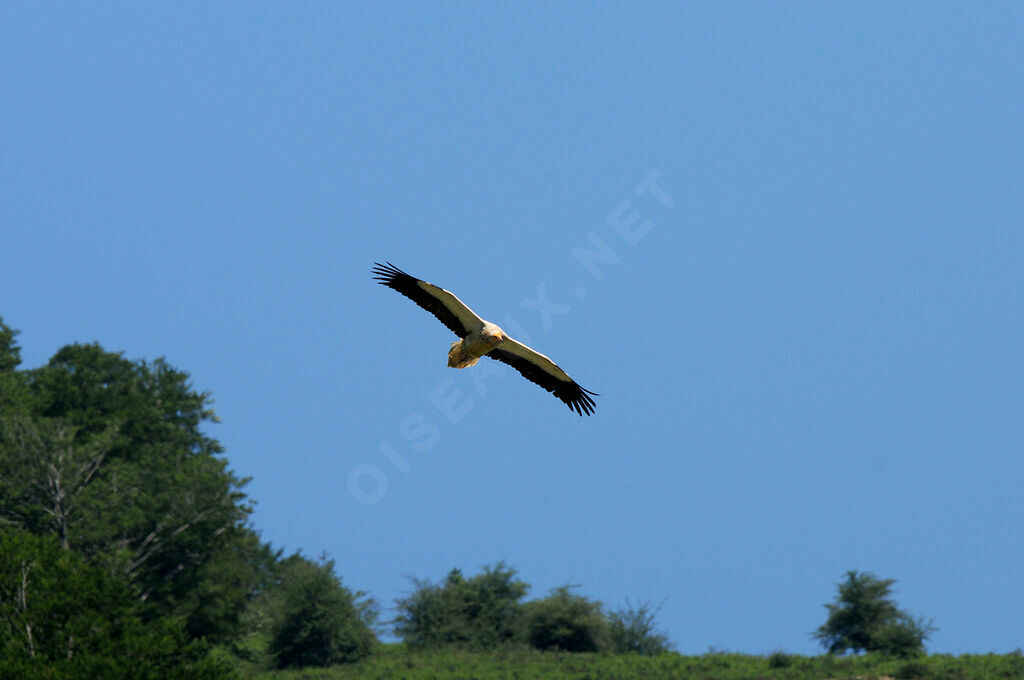 Egyptian Vulture