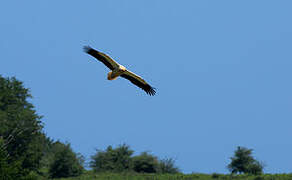 Egyptian Vulture