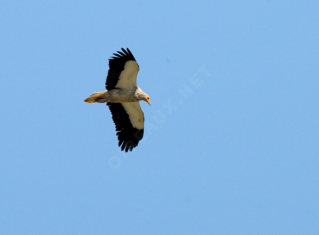 Egyptian Vulture