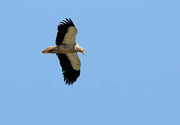 Egyptian Vulture