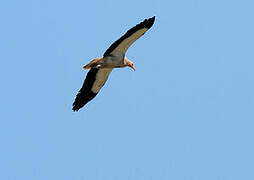 Egyptian Vulture