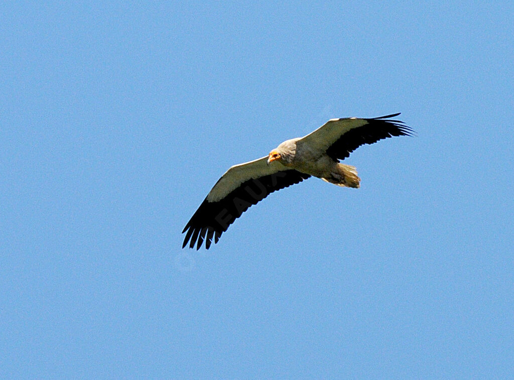 Egyptian Vulture