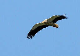 Egyptian Vulture