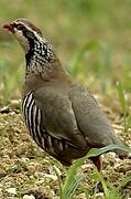 Red-legged Partridge