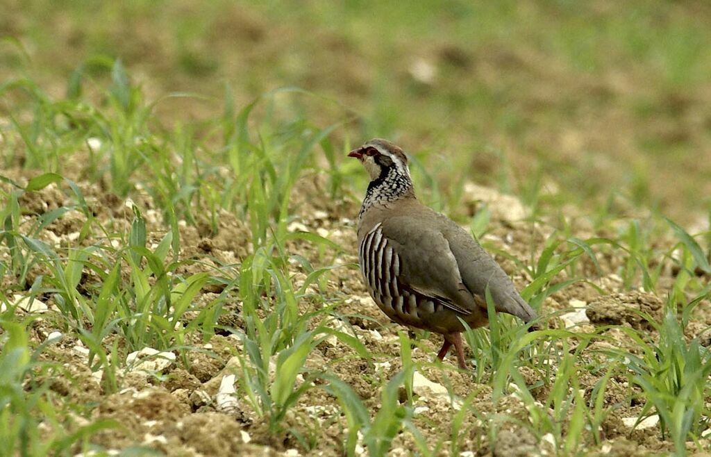 Red-legged Partridge