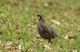 Red-legged Partridge