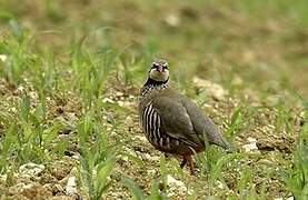 Red-legged Partridge