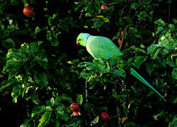 Rose-ringed Parakeet