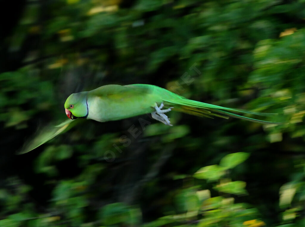 Rose-ringed Parakeet