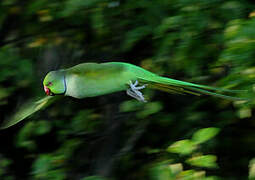 Rose-ringed Parakeet