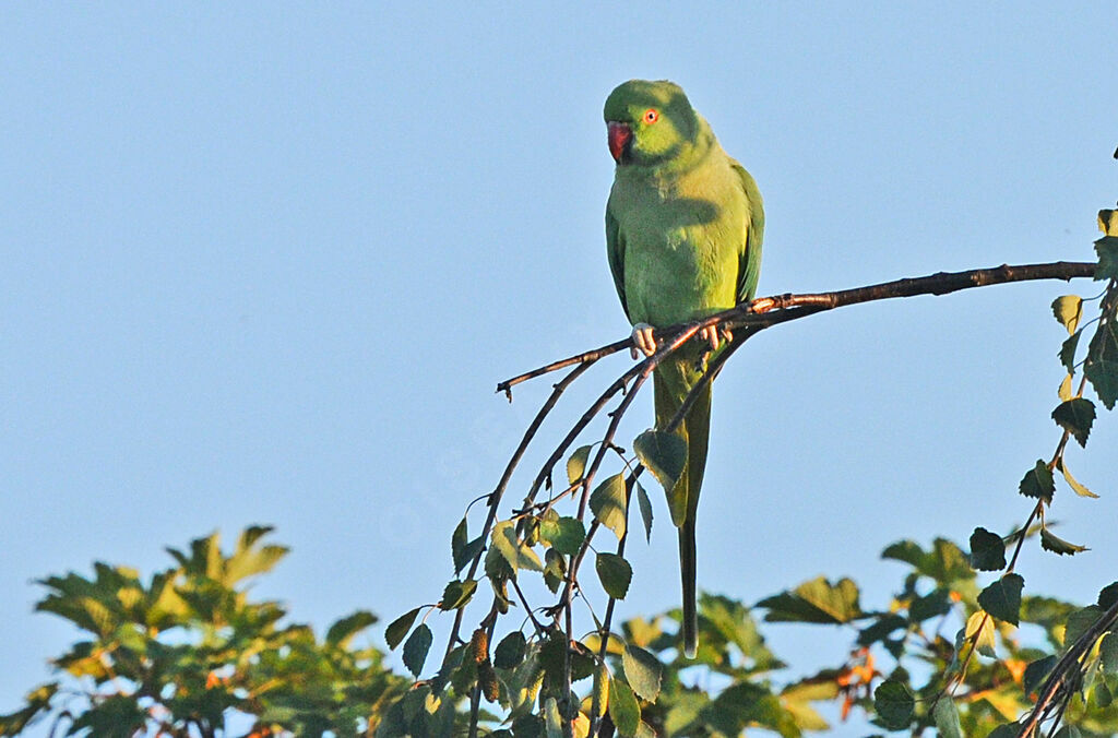 Perruche à collier