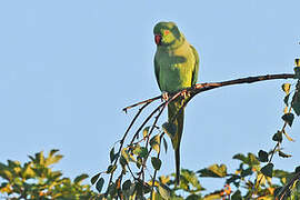 Rose-ringed Parakeet