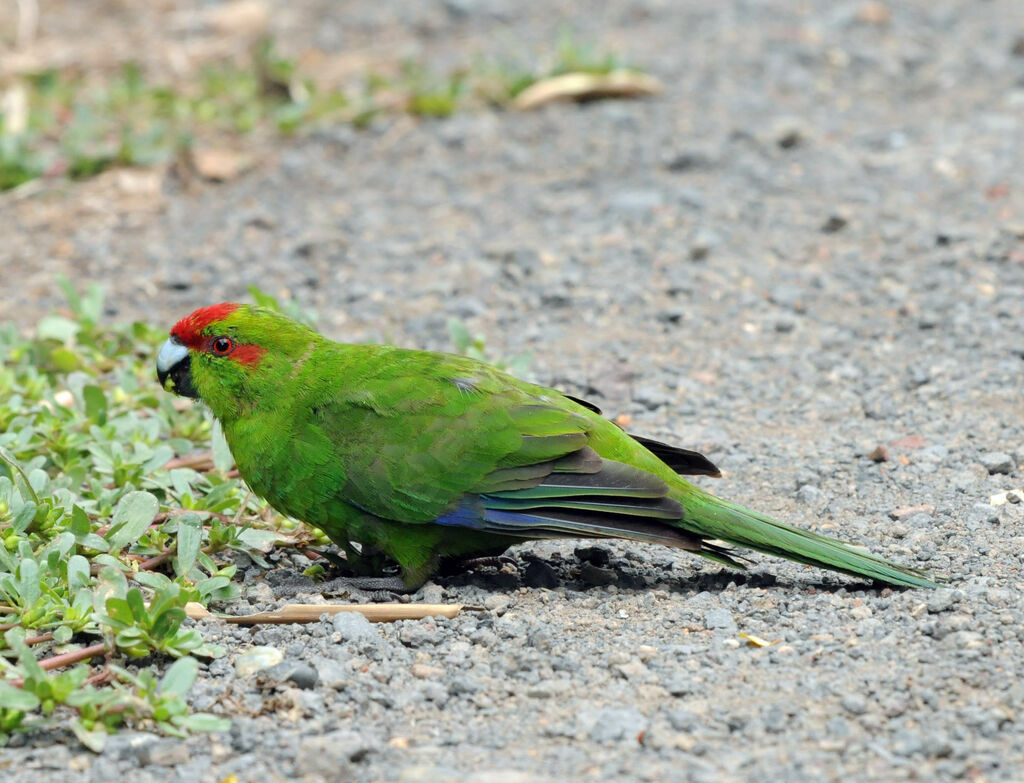 Red-crowned Parakeet