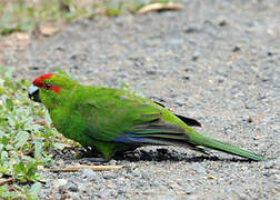 Red-crowned Parakeet