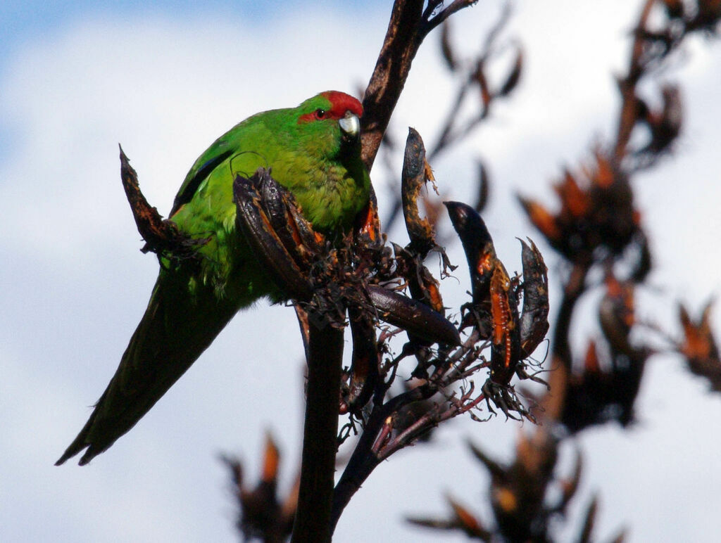 Red-crowned Parakeet