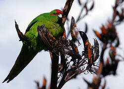 Red-crowned Parakeet