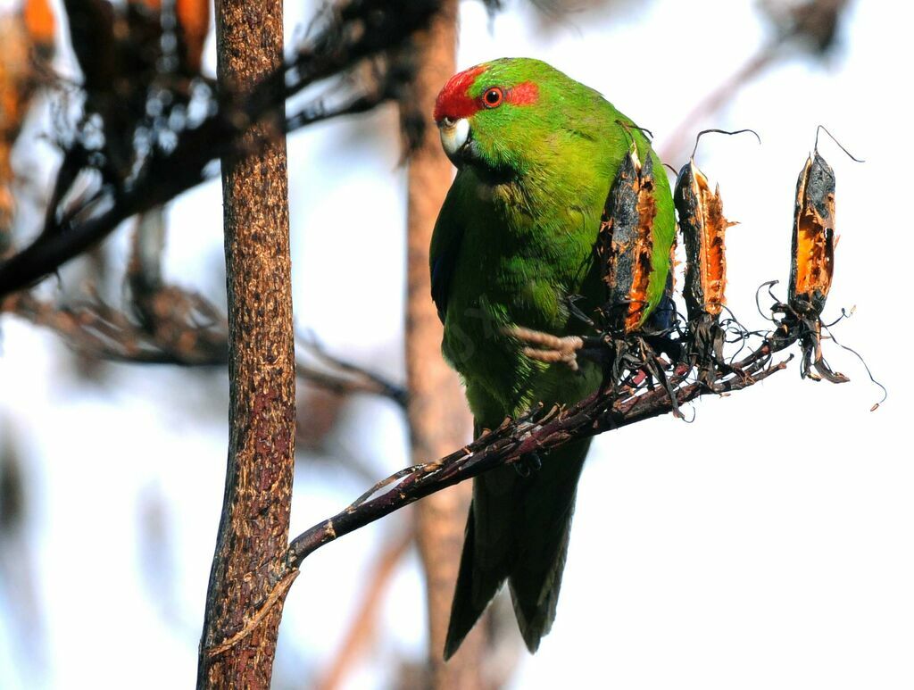 Red-crowned Parakeet