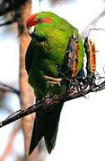 Red-crowned Parakeet