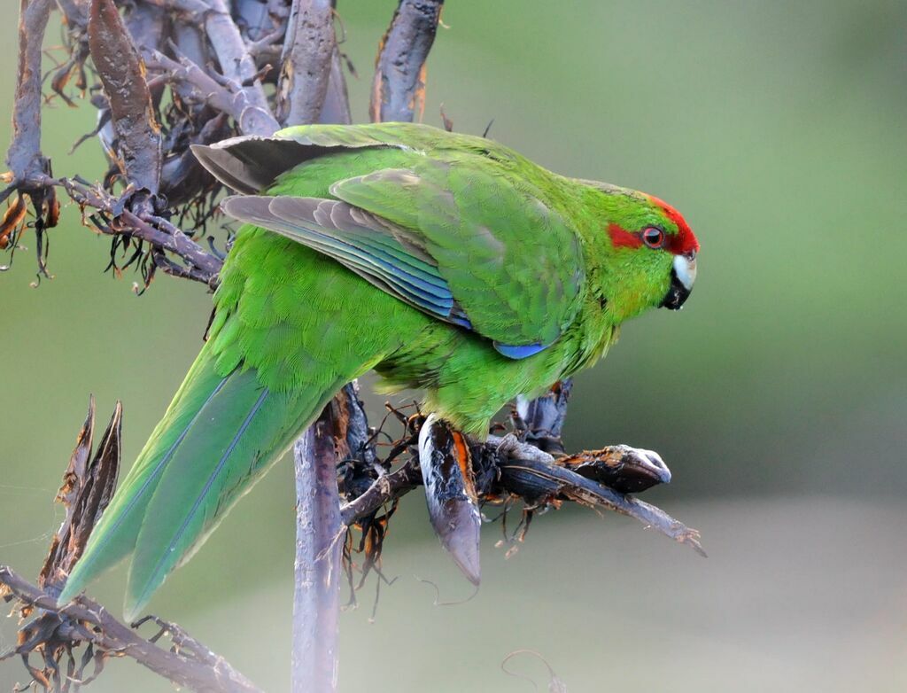 Red-crowned Parakeet