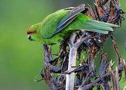 Red-crowned Parakeet