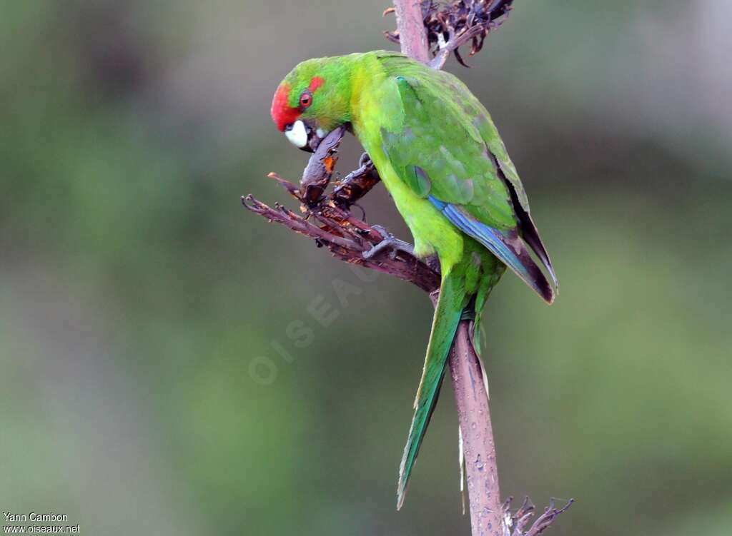 Red-crowned Parakeetadult, feeding habits, eats