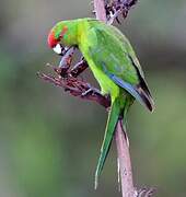 Red-crowned Parakeet