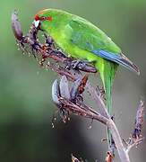 Red-crowned Parakeet