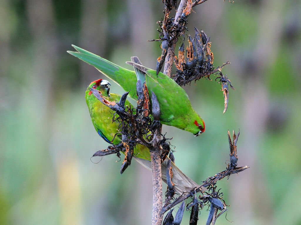 Red-crowned Parakeet