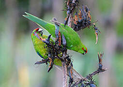 Red-crowned Parakeet