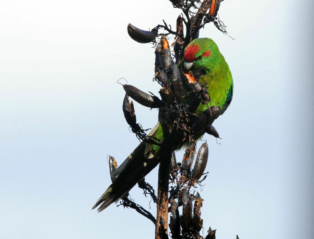 Red-crowned Parakeet