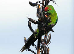 Red-crowned Parakeet