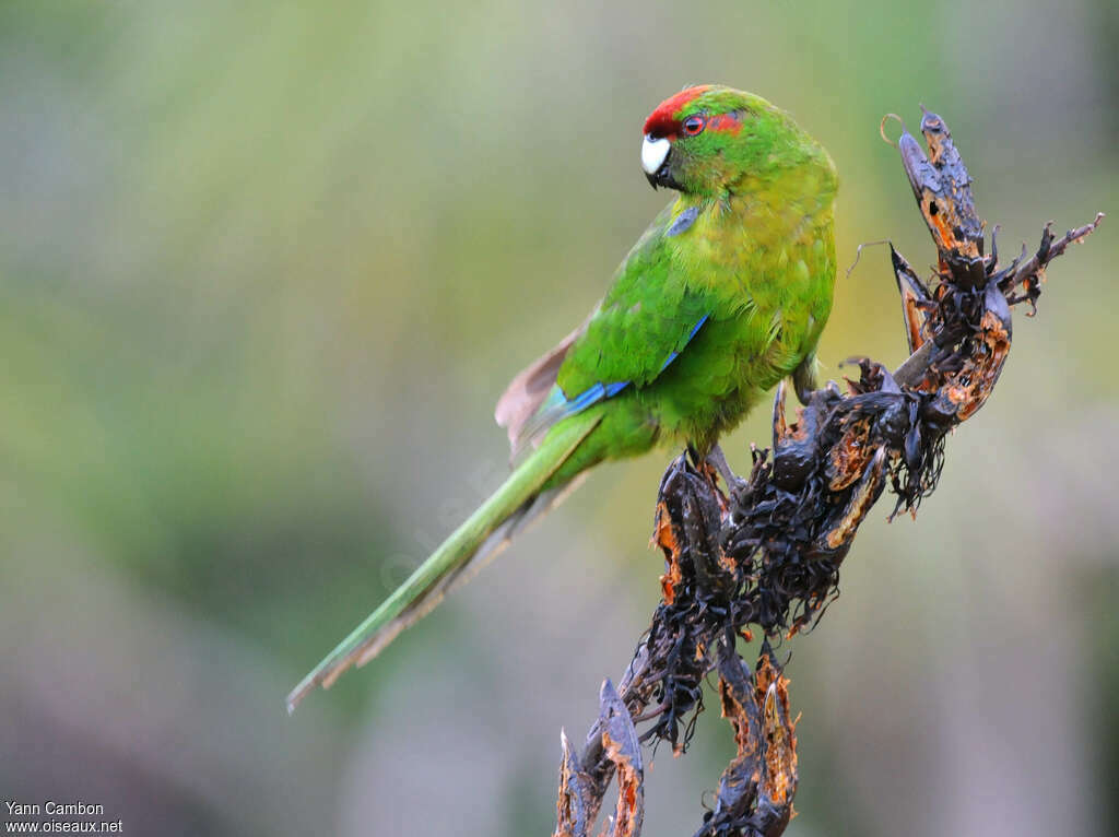 Red-crowned Parakeet, identification