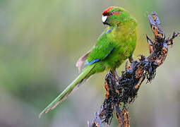 Red-crowned Parakeet