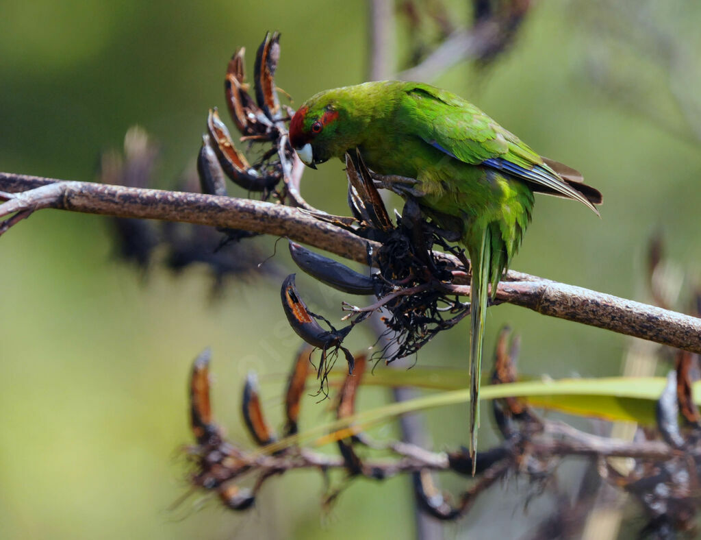 Red-crowned Parakeet