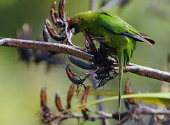 Red-crowned Parakeet