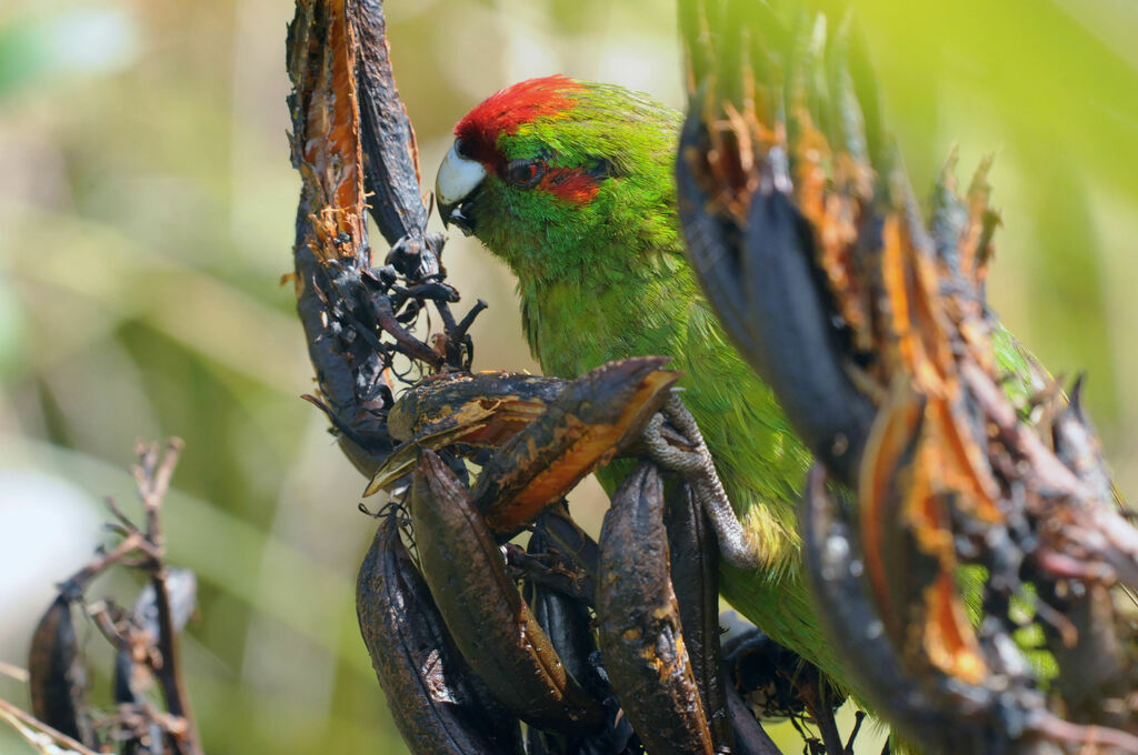 Red-crowned Parakeet