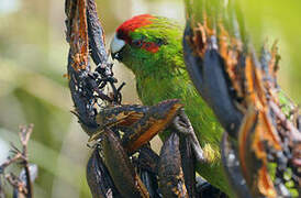 Red-crowned Parakeet